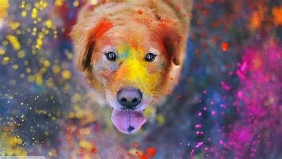 Dog Colorful Animals Paint Splatter Dust Retriever