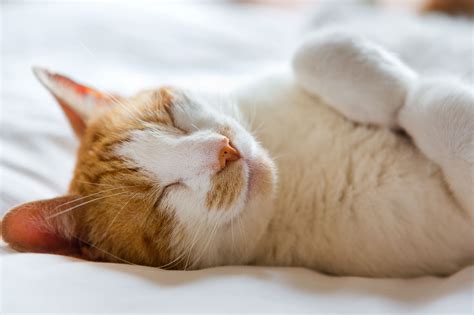 Understanding Your Sleepy Cat