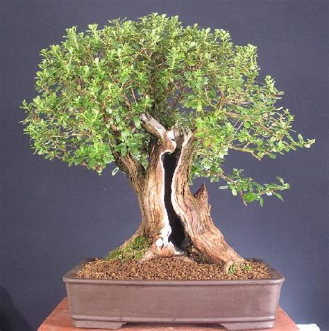 Could be tempting to use an electric trimmer to shape the foliage pads. A to Z of Bonsai Challenge Escallonia (Escalonia)