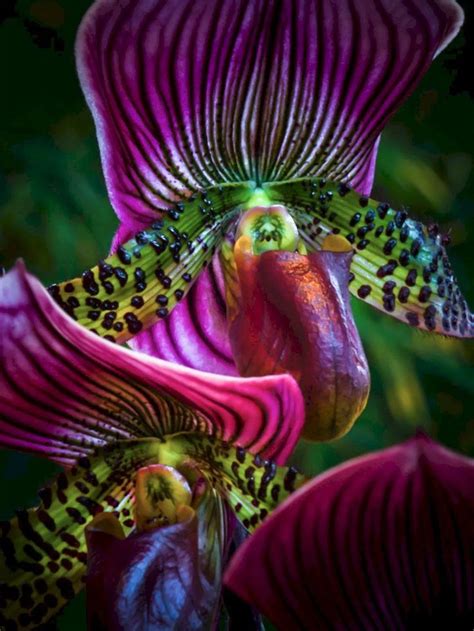 Beautify Your Garden With Orchids Rare Ideas 25 Best Orchids Ideas Amazing Flowers