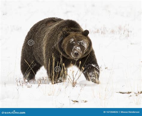 Grizzly Bear In Snow Stock Image Stock Photo Image Of America Griz