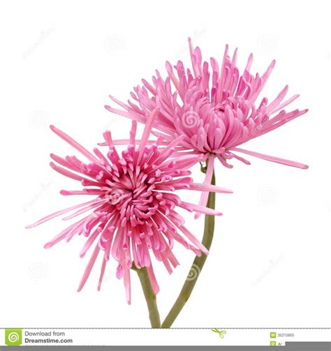 Aster Clipart Free Images At Vector Clip Art Online