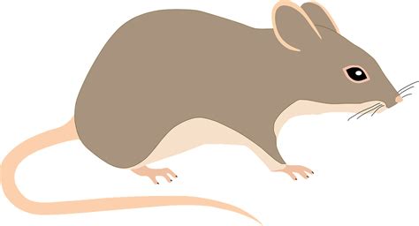 Мышь Крыса Грызун Бесплатная векторная графика на Pixabay