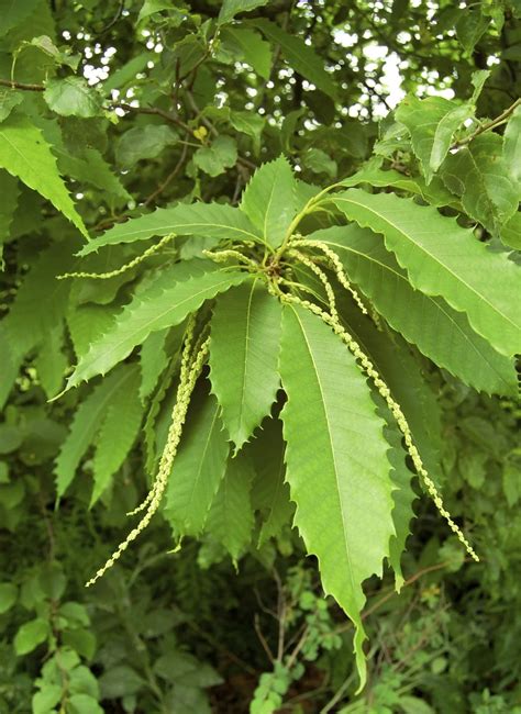 Different Types Of Chestnut Trees