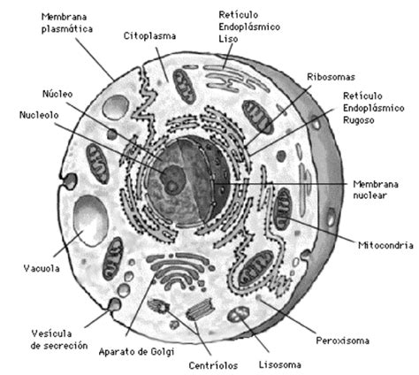 Dibujo De La Celula Animal Y Sus Partes Para Colorear Imagui