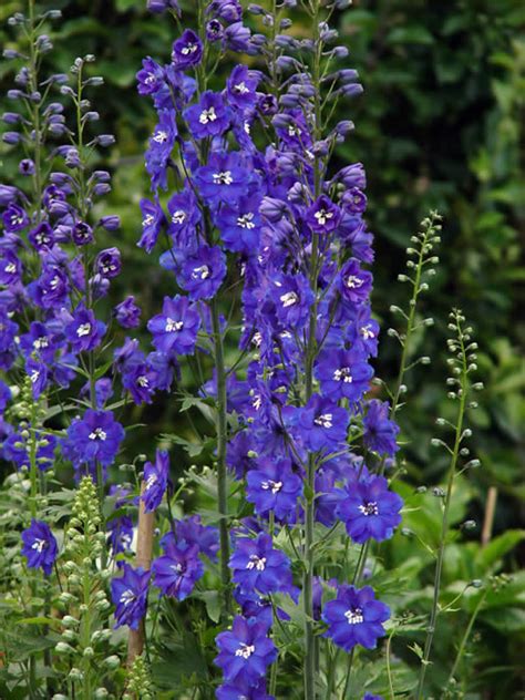 Another beautiful flower that will peak through the foliage in your garden is foxglove. Tall growing, classic garden perennials. We grow Summer ...