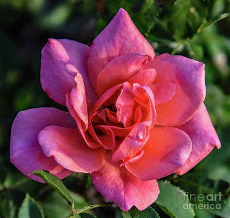 Radiant Coral Knock Out Rose Photograph By Cindy Treger