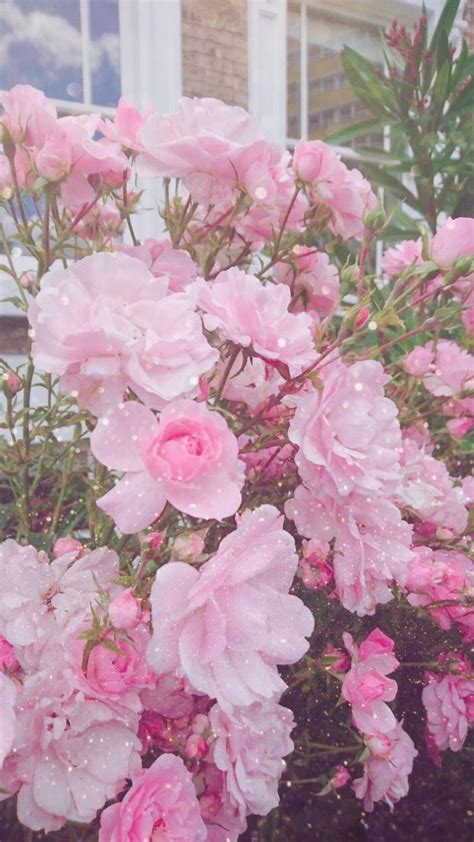 Beautiful pink rose flowers green leaves plants branches hd pink aesthetic. ¢reasume🍒 | Pink wallpaper, Aesthetic wallpapers, Night ...