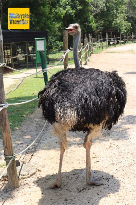 One is in seremban and the other is in port dickson. PD Ostrich Show Farm, Port Dickson