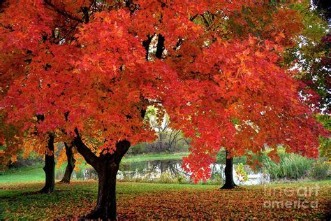 Colorful Autumn Maples Photograph By Jean Hutchison Fine Art America