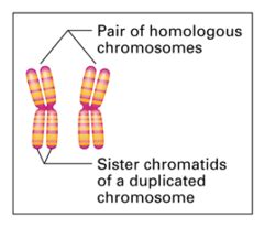 Learn vocabulary, terms and more with flashcards, games and other study tools. Genetics ch. 2 terms (Chromosomes, Mitosis, Meiosis ...