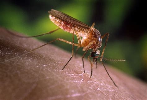 Pictures Of Mosquito Bites On Black Skin Picturemeta