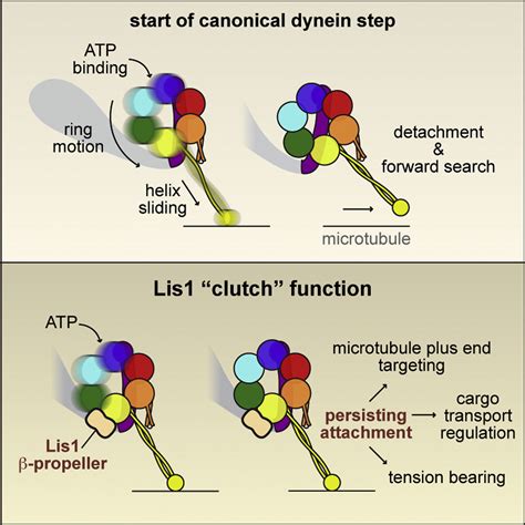 Therefore, cardenolides which are toxic. Lis1 Acts as a "Clutch" between the ATPase and Microtubule ...