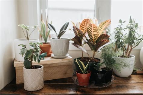 One Sentence Reminders Every Plant Parent Needs To Hear Right Now