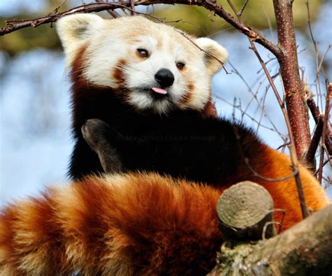 Red Panda With His Tongue Out A Photo From The Boing Boing Flickr Pool