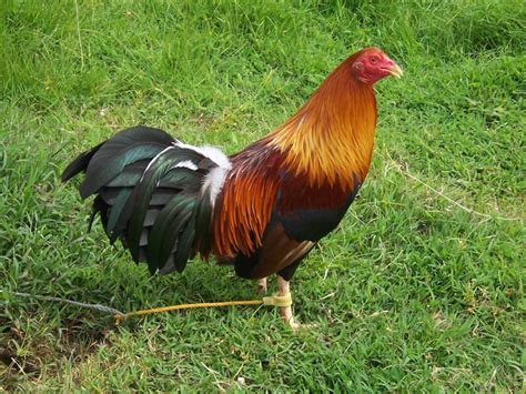 Game fowl farms near me. Sunrise Gamefowl Farm