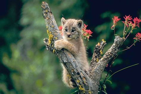 Lynx Photo Gallery