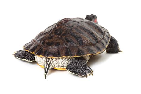 Turtle On Its Back Stock Photos Pictures And Royalty Free Images Istock