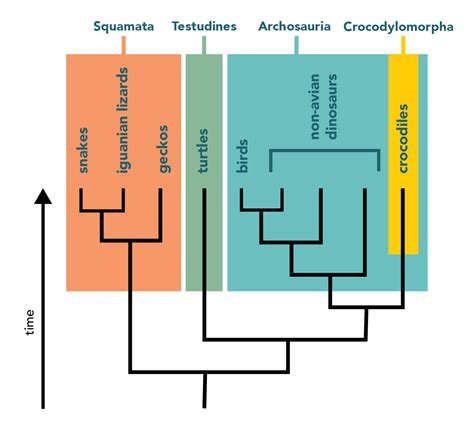 Species Biology Classification