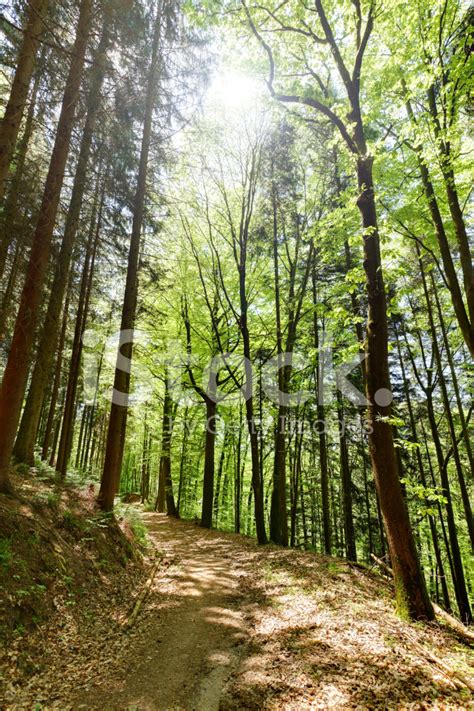 Deciduous Forest In Spring Stock Photo Royalty Free Freeimages