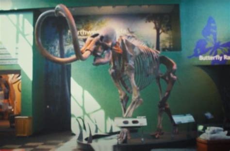 Mammoths Vs Mastodons For Educators