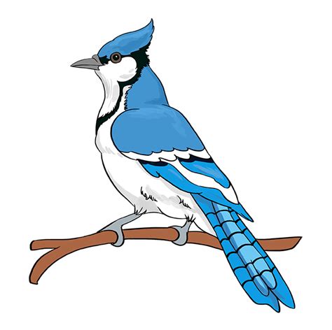 Https://tommynaija.com/draw/how To Draw A Blue Jay Art For Kids
