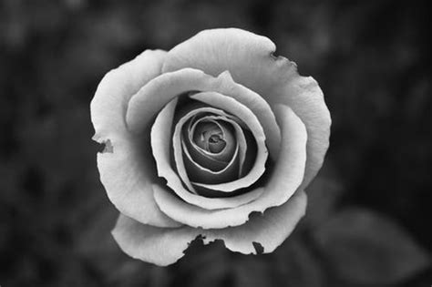 125+ plain backgrounds, wallpapers, images, pictures design. 1000+ Amazing Black And White Photos Pexels · Free Stock ...