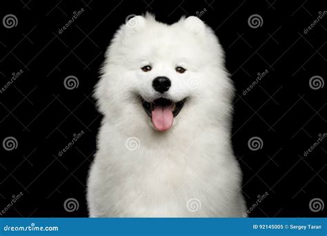 Samoyed Dog Isolated On Black Background Stock Image Image Of