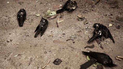 Bird Flu Fear In Delhi After Over 50 Crows Are Found Dead In Mayur Vihar Dwarka Uttam Nagar