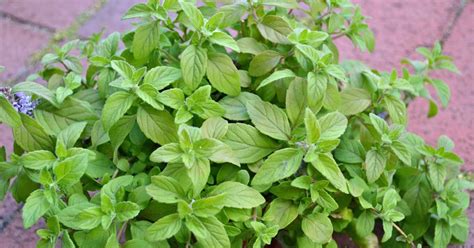 How To Grow Banana Mint