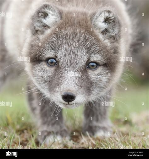 Playful Arctic Fox Cub Stock Photo Alamy