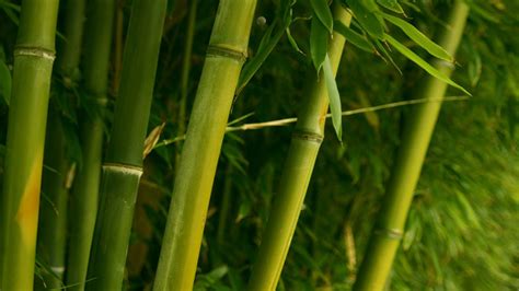Bamboo Wallpaper Hd Pixelstalknet