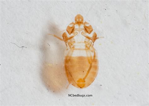 Webmd's slideshow gives you a glimpse of parasites that burrow: The 3-Step Free Guide On How To Check For Disgusting Bed ...