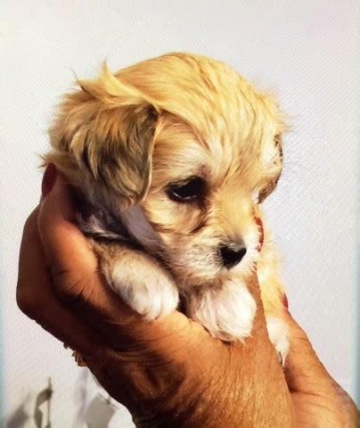 These puppies located in cleveland come from many different zip codes, including, 44137. Morkie puppy dog for sale in Cleveland, Ohio