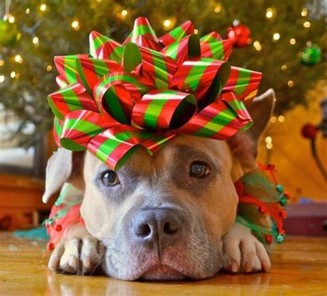 Because of this, our guide to winter dog names just has to include ideas inspired by christmas! Giving a Puppy as a Gift: the Right Way to Do Christmas ...