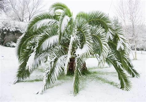 Can Palm Trees Survive Freezing Weather Plantglossary