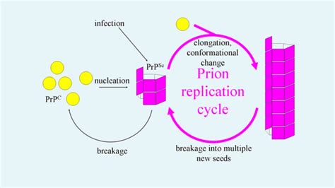 Prions Definition Structure Function Disease Prevention Control