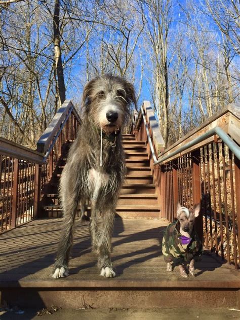 27 Pictures Of Irish Wolfhounds Which Show How Massive They Are