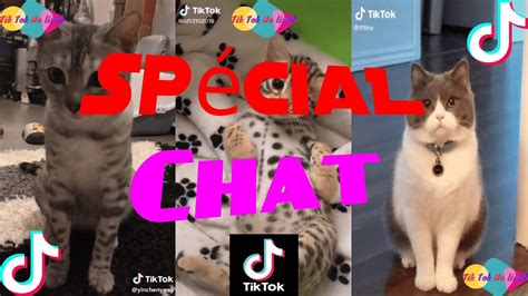 This means the total number of times someone is rewatching your video. 😻 TikTok Spécial 😻 Chats 😻 Viral - YouTube