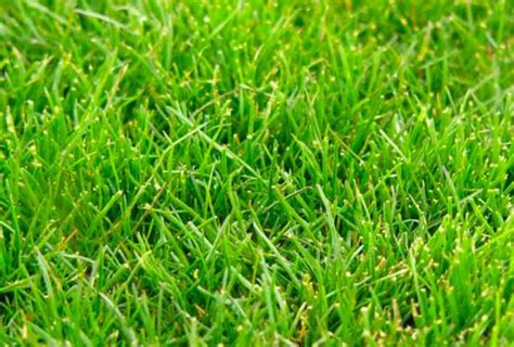 The Best Grass That Grows In Shade Edge Your Lawn