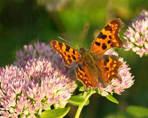 Garten Safari C Falter Der C Falter Ist Ein Schmetterling Flickr