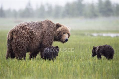 Brown Bear With Cubs Standing In Lake Clark National Park And Preserve