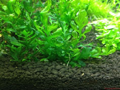 Kriteria jenis tanaman aquascape untuk pemula adalah yang mudah dirawat dan tidak memerlukan berbagai perawatan yang rumit. Tanaman - Tanaman Aquascape Untuk Pemula Yang Mudah Sekali ...