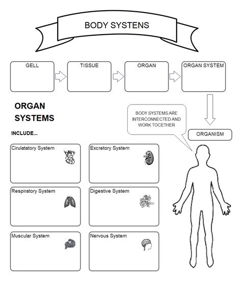 Human Body Systems Graphic Organizer Examples Templates Edrawmax My Xxx Hot Girl