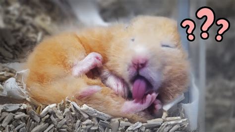 Who Says Im Weird Cute Hamster Youtube