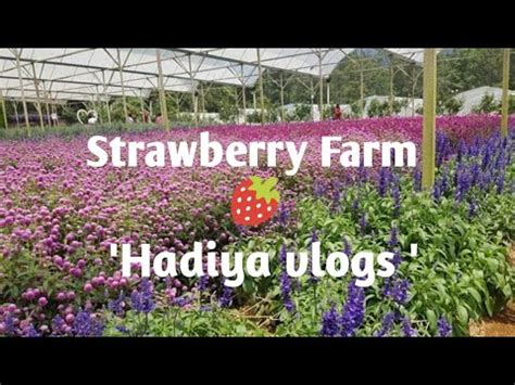 You can a lone strawberry farm in these mountain area of antique. Strawberry farm | Genting Highland | Malaysia - YouTube