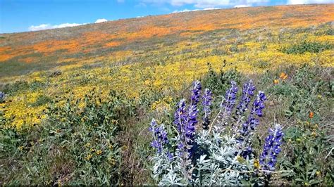 2020 Poppy Super Bloom Season At The Antelope Valley California Poppy