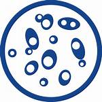 Sample Icon Nucleic Acid Kits Yeast Today