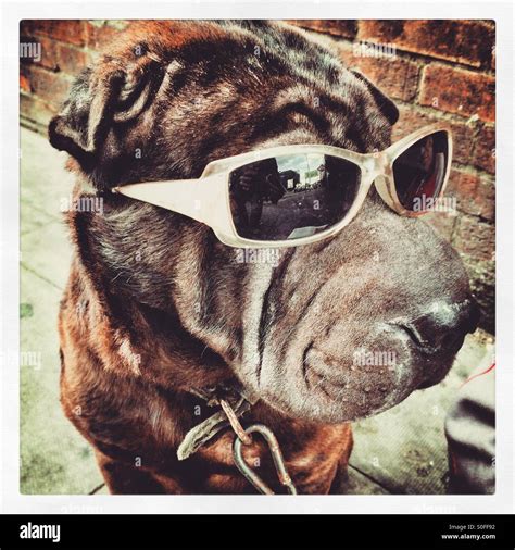 A Dog Wearing Sunglasses Stock Photo Alamy
