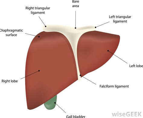 It appears reddish brown in appearance because of the immense amount of blood the liver is located in the upper right quadrant of the abdominal cavity, right below the diaphragm. What Is Lip Hyperpigmentation? (with pictures)